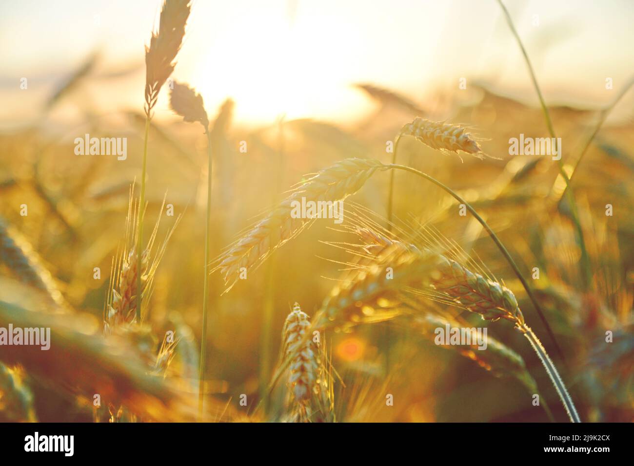 Gli effetti allarmanti della crisi alimentare globale 2022 Foto Stock