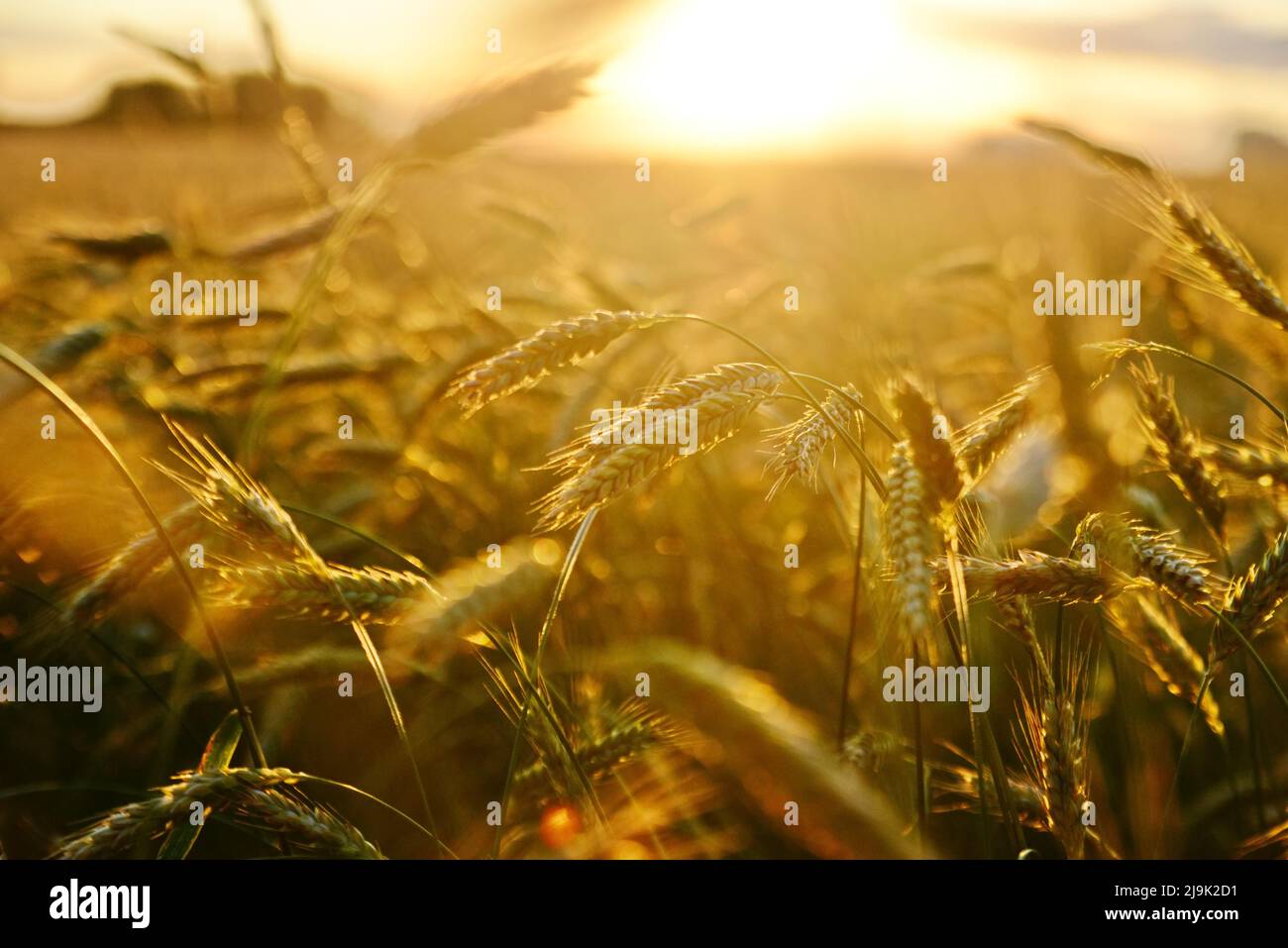 Gli effetti allarmanti della crisi alimentare globale 2022 Foto Stock