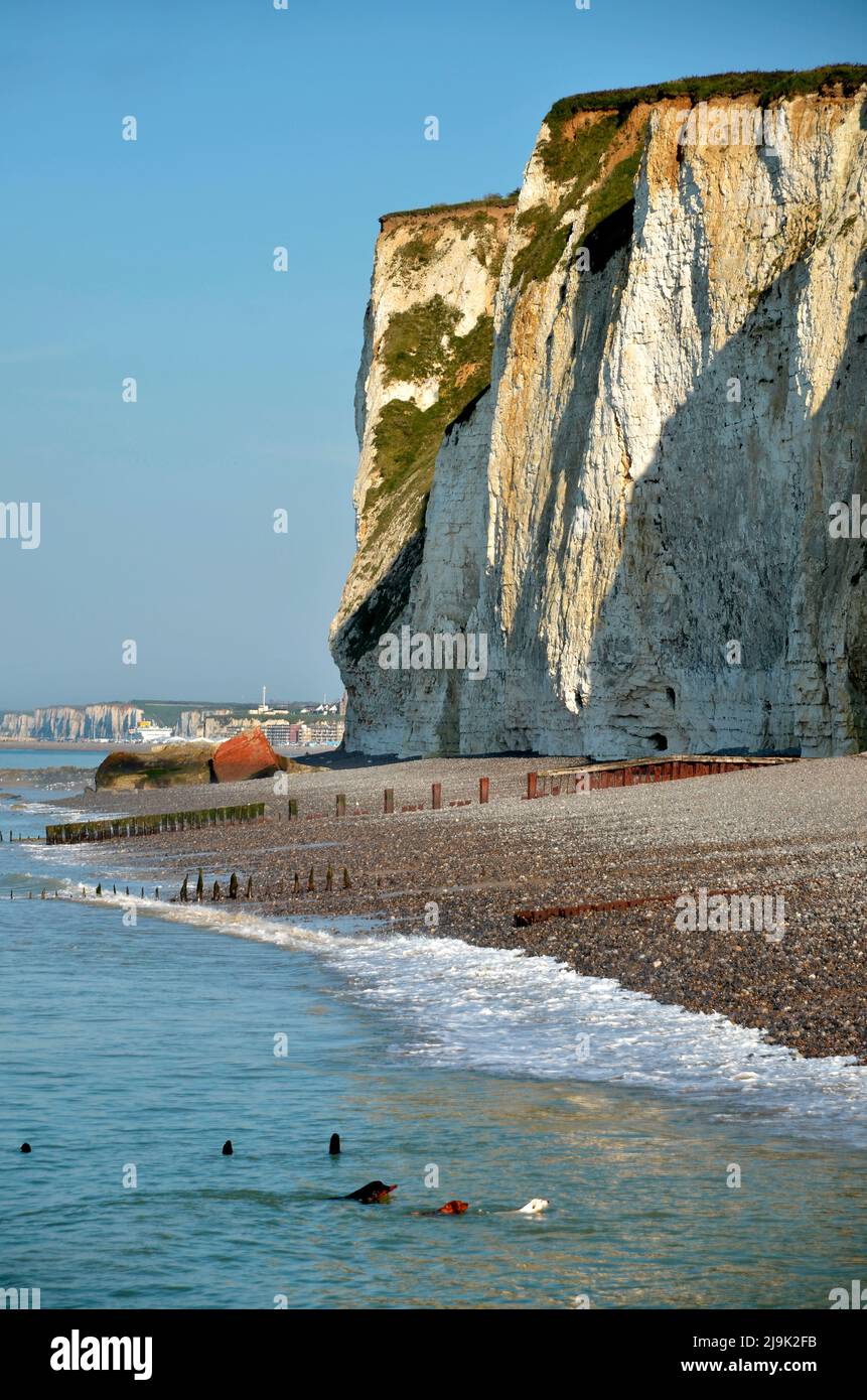Scogliere e spiaggia di ciottoli e tre cani che nuotano in mare a Pourville, comune nel dipartimento Senna Marittima in Francia Foto Stock