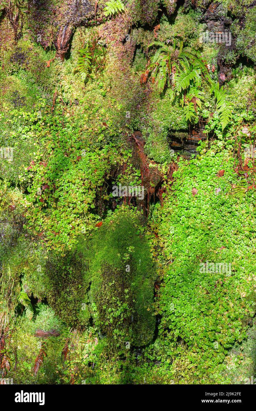 La vegetazione che si arrampica prolifera quando l'umidità primaverile imbevuta le scogliere di scisto nella Serra do Courel Galizia Foto Stock