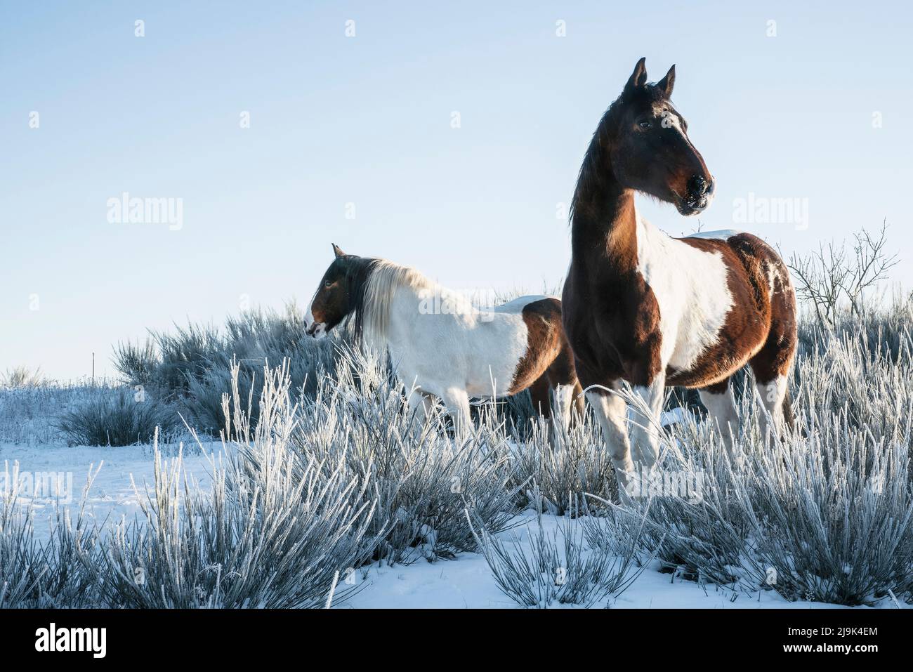Splendidi cavalli di pittura in campo invernale innevato Foto Stock