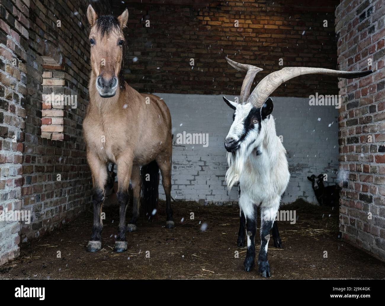 Ritratto cavallo e capra che prende rifugio dalla neve in fienile Foto Stock