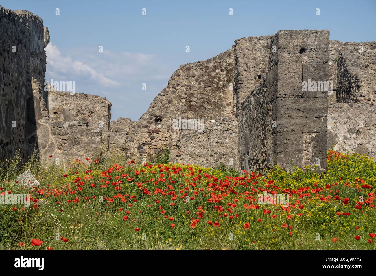 Papaveri rossi in fiore presso le rovine dell'antica Pompei Foto Stock