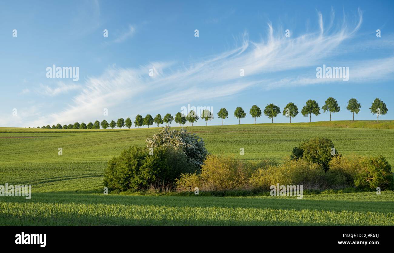 Bella campagna verde primavera e cielo blu Foto Stock