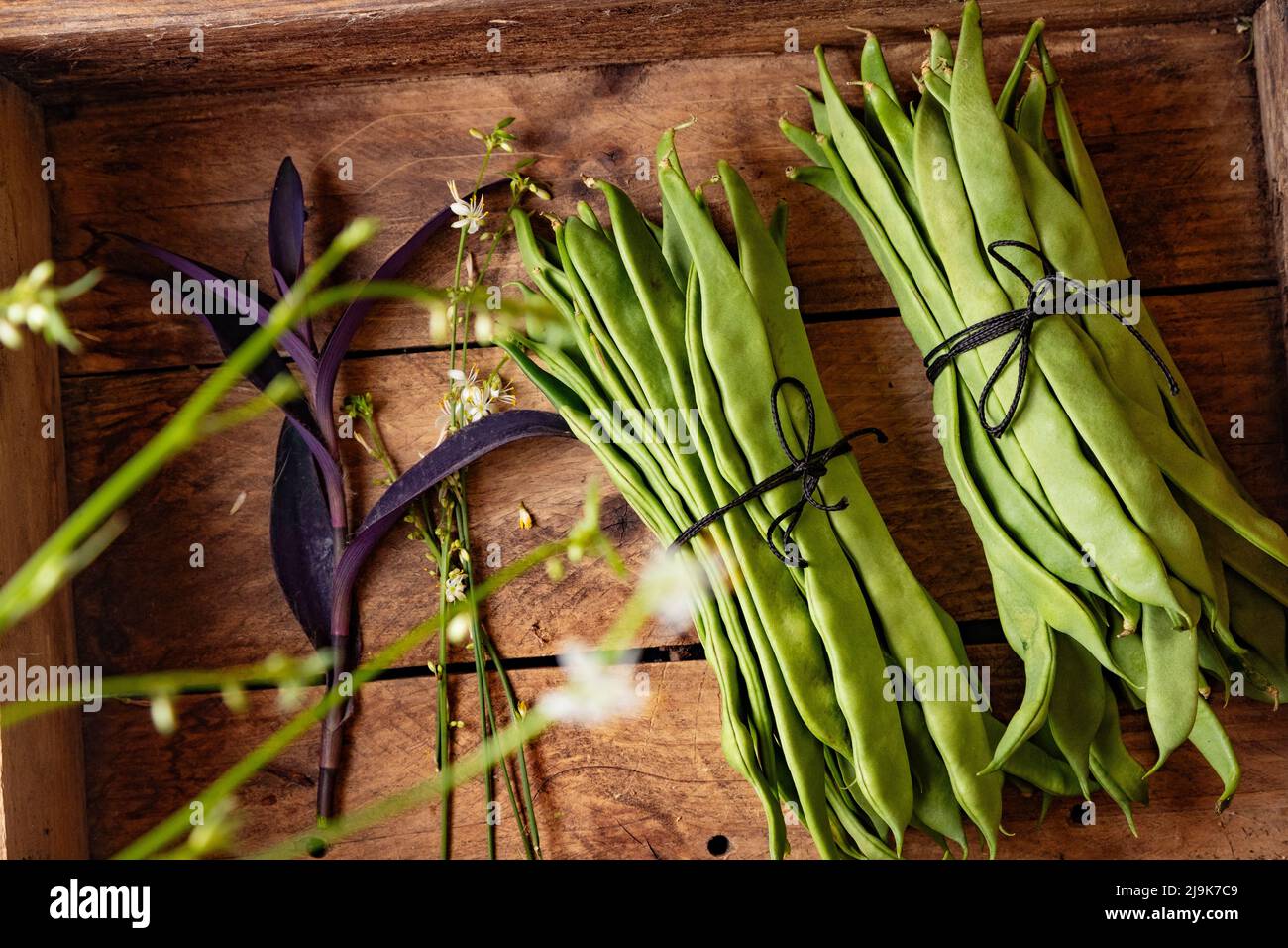 Immagine rustica e naturale di fagiolini freschi appena raccolti.cibi sani e ricette di cucina.Top view mazzo di fagiolini verdi su uno sfondo di legno. Foto Stock