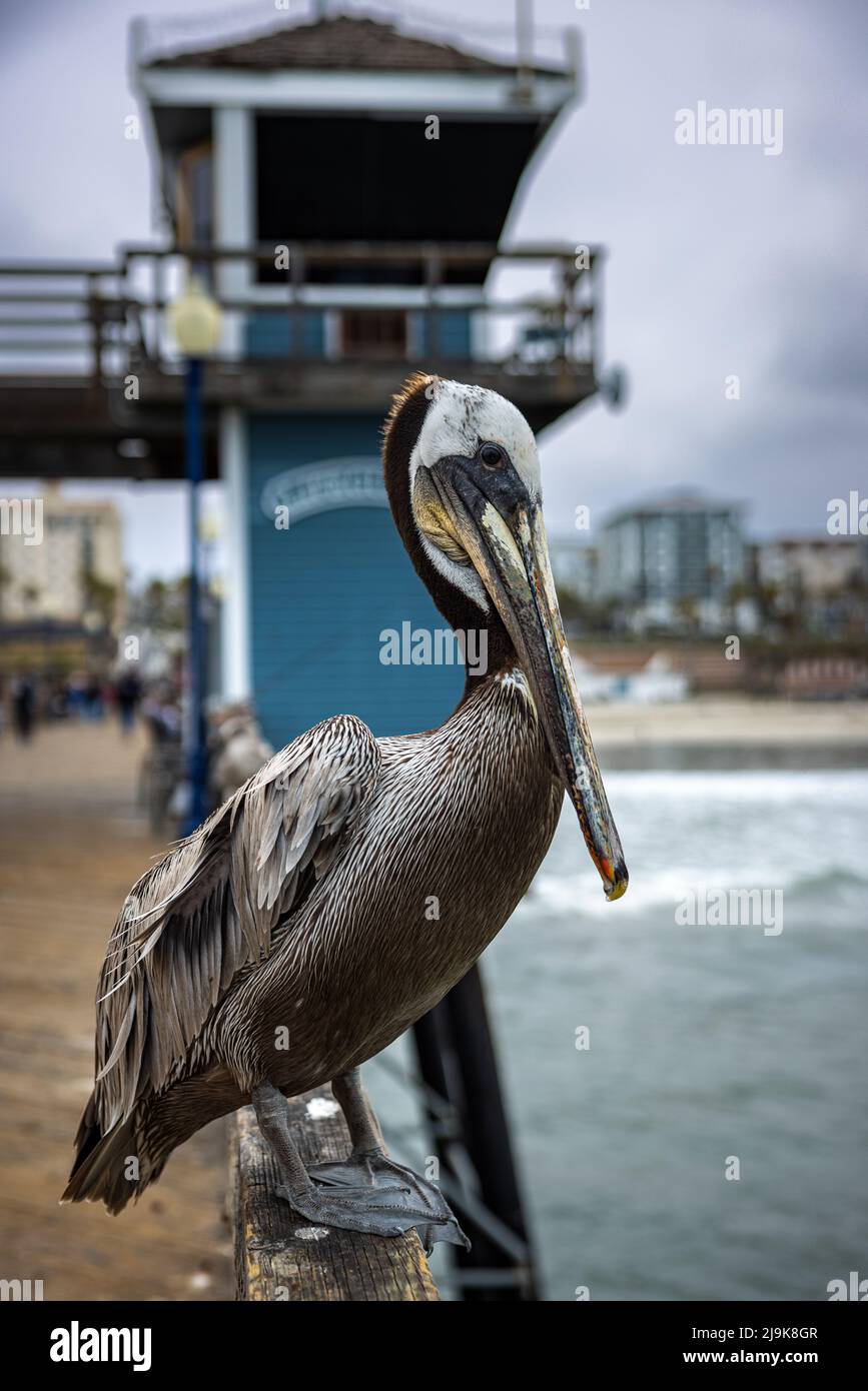 Pelican marrone, Pelecanus occidentalis in piedi sul Molo Oceanside Foto Stock