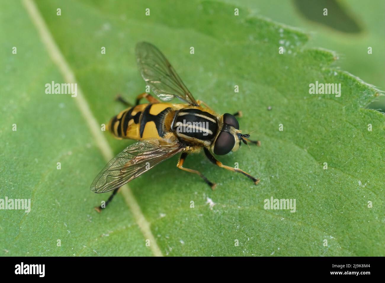 Primo piano su un pivottante amante delle paludi, pendolo di Helophilus seduto su una foglia verde in giardino Foto Stock