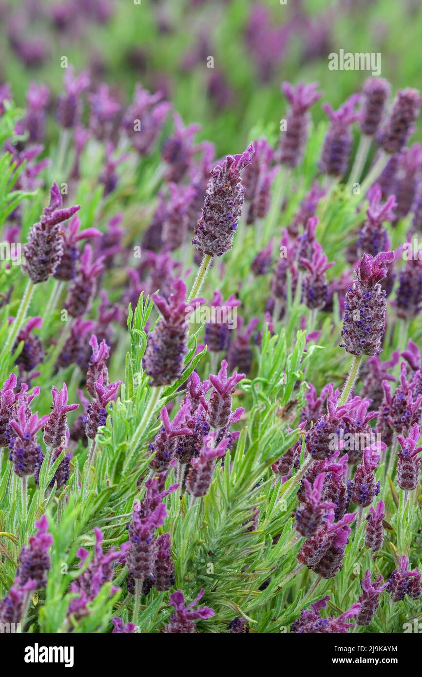 Lavandula 'Blue Star', Lavanda 'Blue Star', lavanda francese 'Blue Star', Lavandula stoechas 'Blue Star' Foto Stock