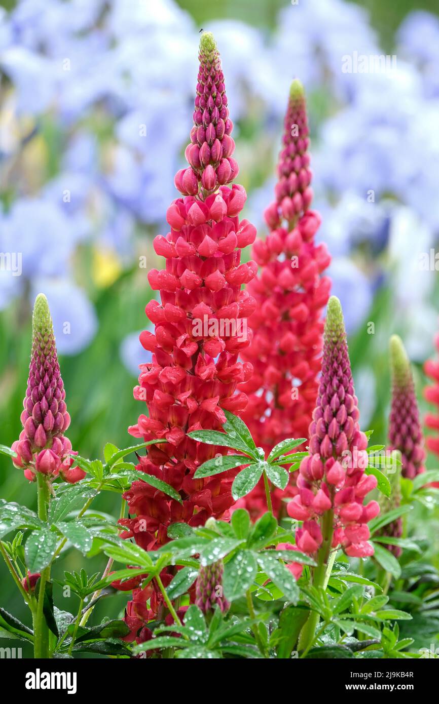 Lupinus 'Beefeater'. lupin 'Beefeater. Fiori di mattoni rossi con un piccolo fleck giallo al centro del petalo superiore Foto Stock