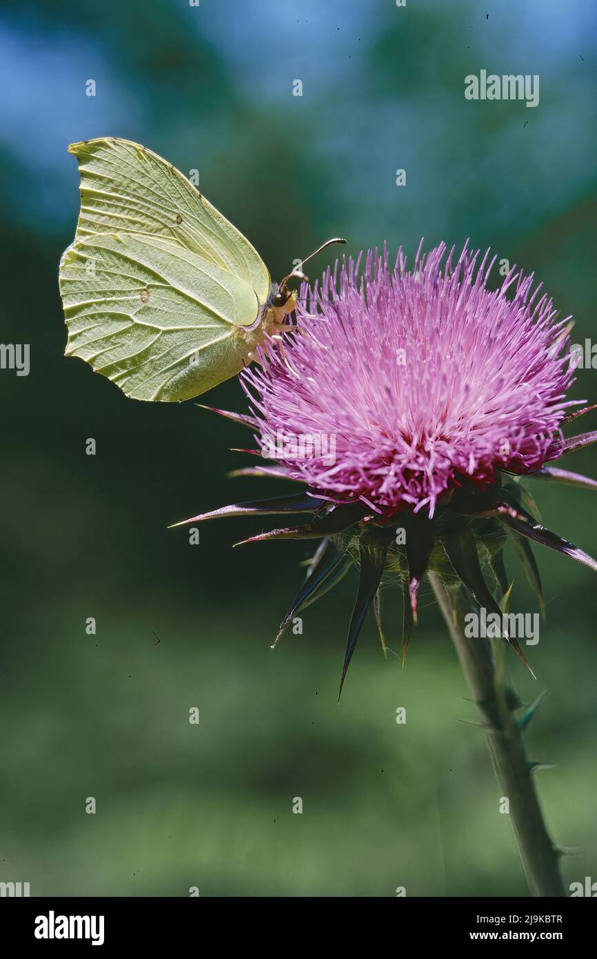 la farfalla di pietra di brimstone comune alimenta del nettare di un fiore di cardo di latte Foto Stock