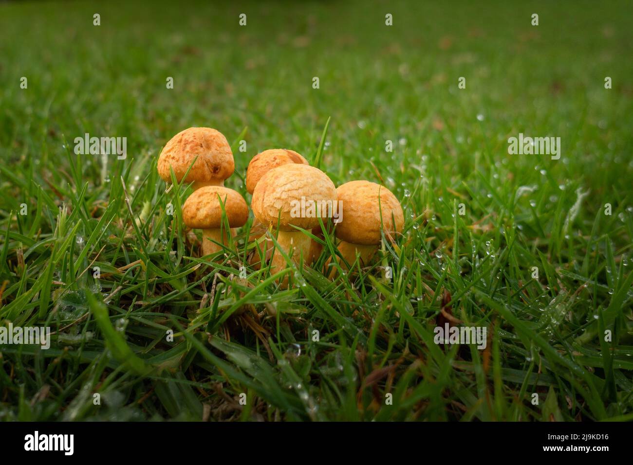 Immagine ravvicinata dei funghi selvatici che spuntano nel prato dopo la pioggia Foto Stock