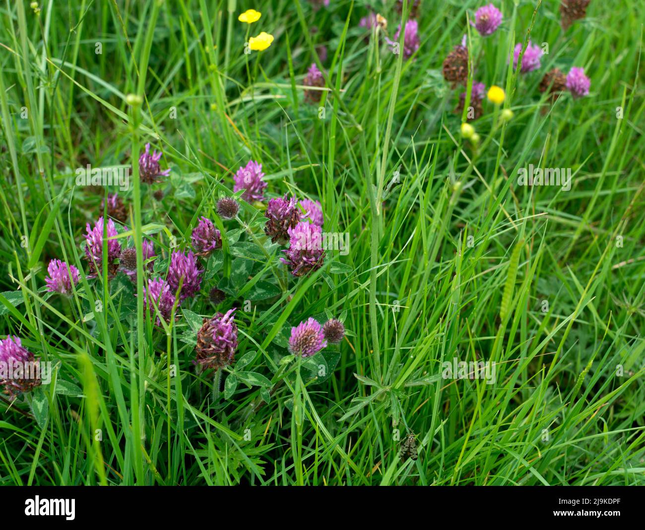 Un prato che include Red Clover (Trifolium pratense), Warwickshire, Regno Unito Foto Stock
