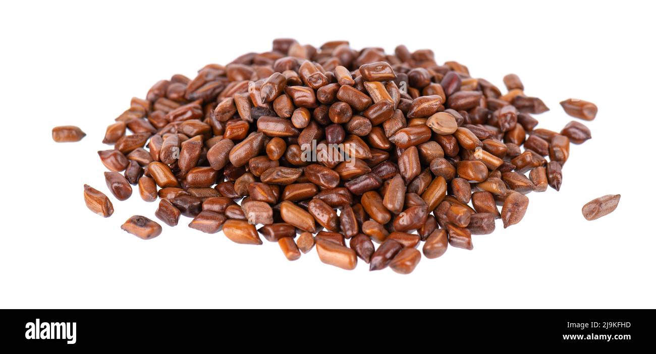 Cassia tora fagioli isolati su sfondo bianco. Sicklepod o Senna obtusifolia. Tracciato di ritaglio Foto Stock