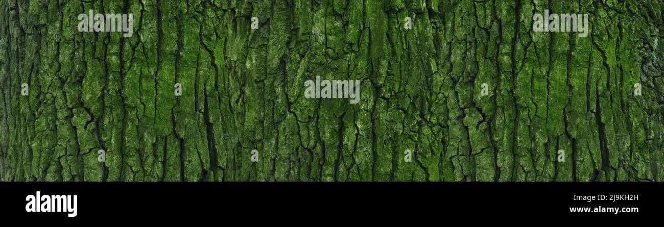 bandiera di corteccia di albero con muschio verde e lichen Foto Stock