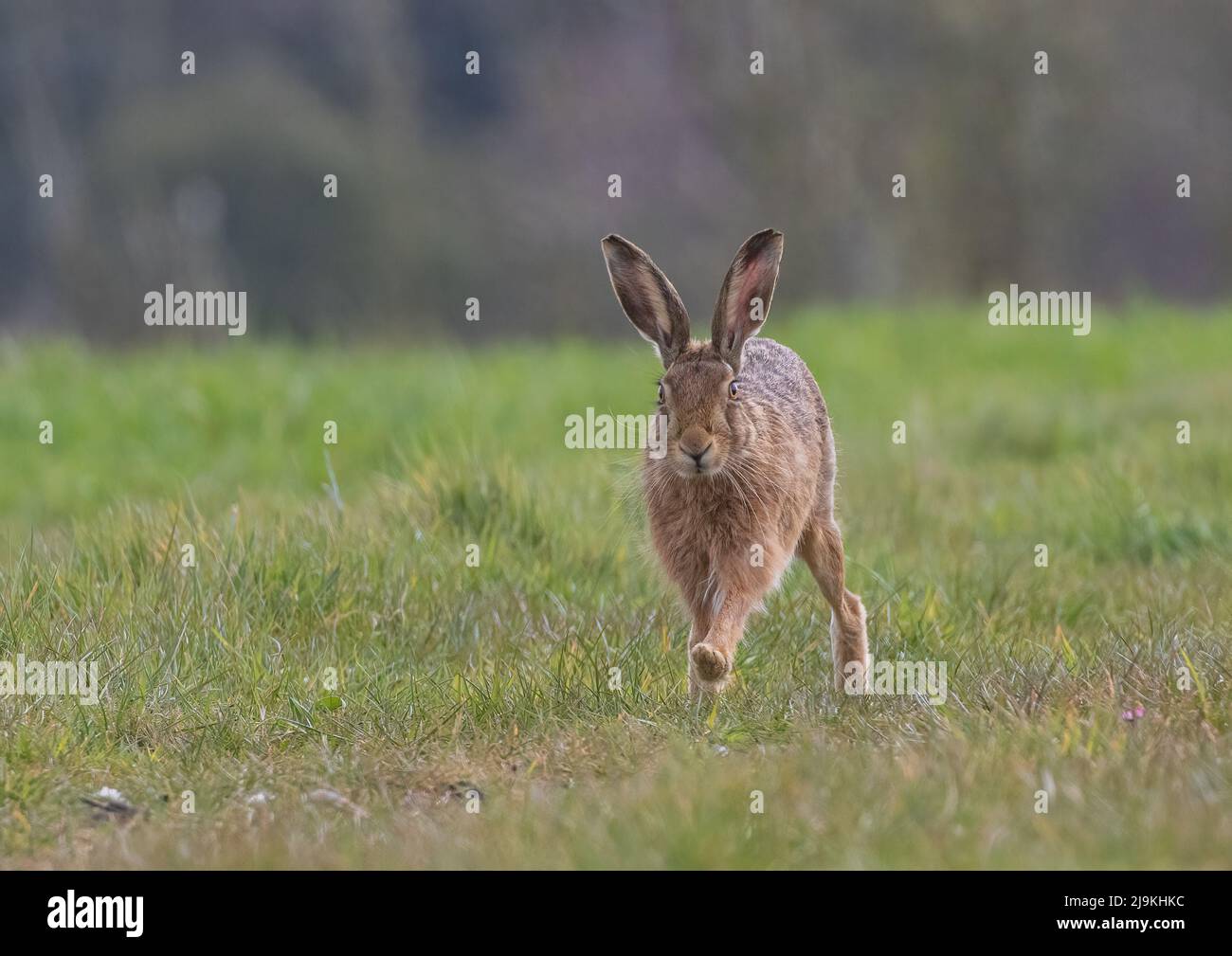 Un incontro ravvicinato di una grande, forte e sana Lepre marrone che corre il piede migliore in avanti attraverso l'erba - Suffolk, Regno Unito Foto Stock