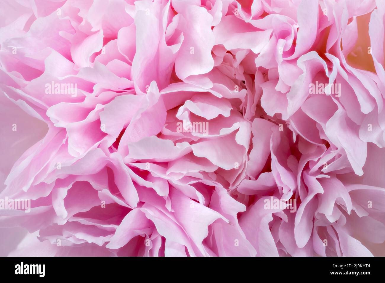 Primo piano dei bellissimi petali morbidi di un fiore rosa di peonia Foto Stock