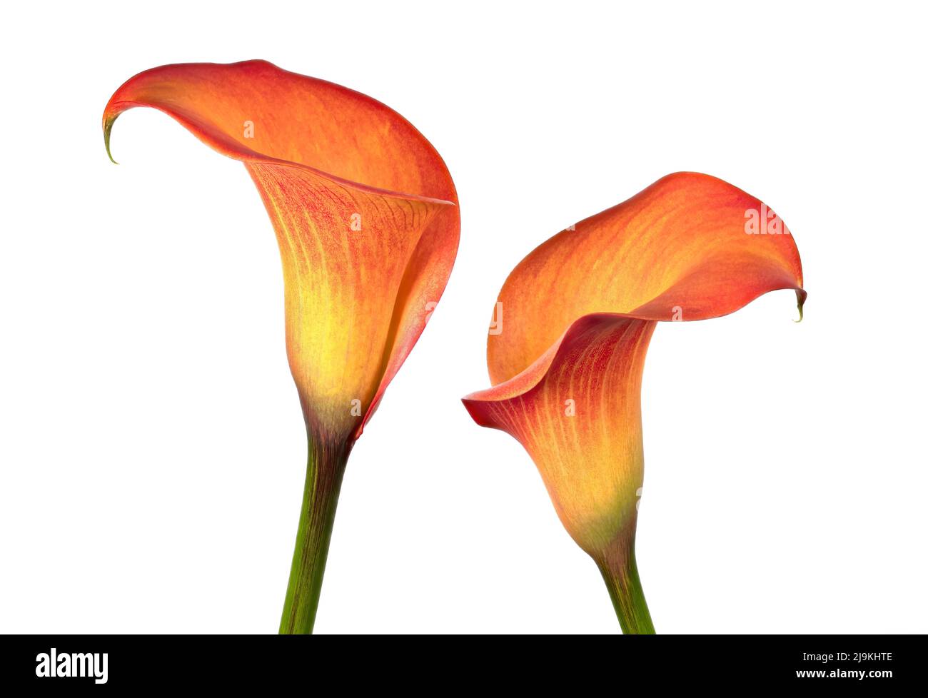 Un paio di splendidi fiori di Call Lily arancione brillante fotografati su sfondo bianco Foto Stock
