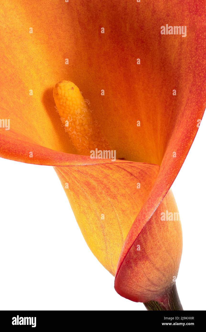 Un primo piano di un singolo fiore arancione Calla Lily, fotografato su un semplice sfondo bianco Foto Stock