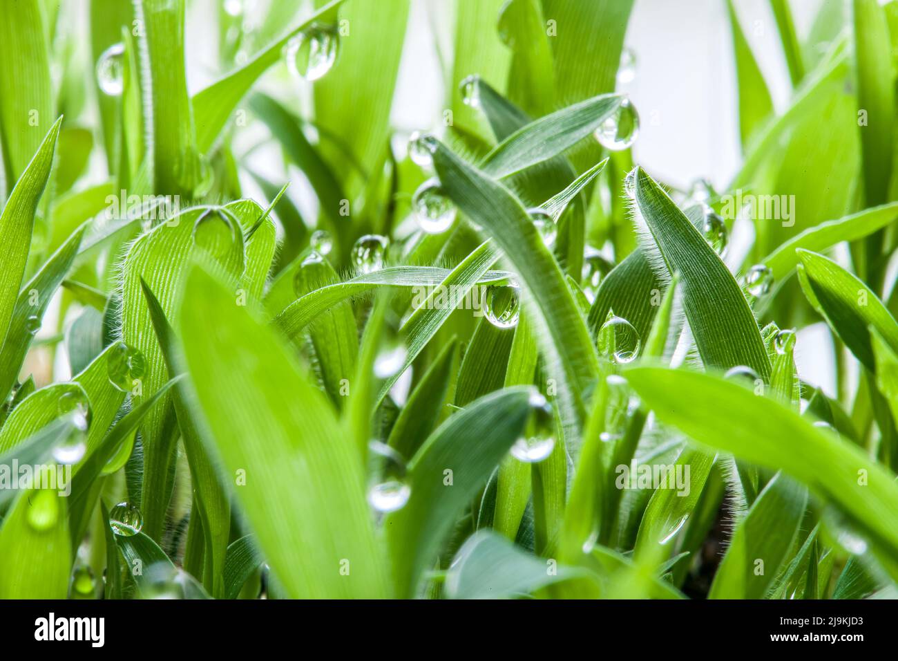 copertura eco-crescente di prato verde e erba bagnata con gocce di rugiada in una fresca mattina di inizio estate, eco-friendly sfondo sul tema di effetto serra Foto Stock
