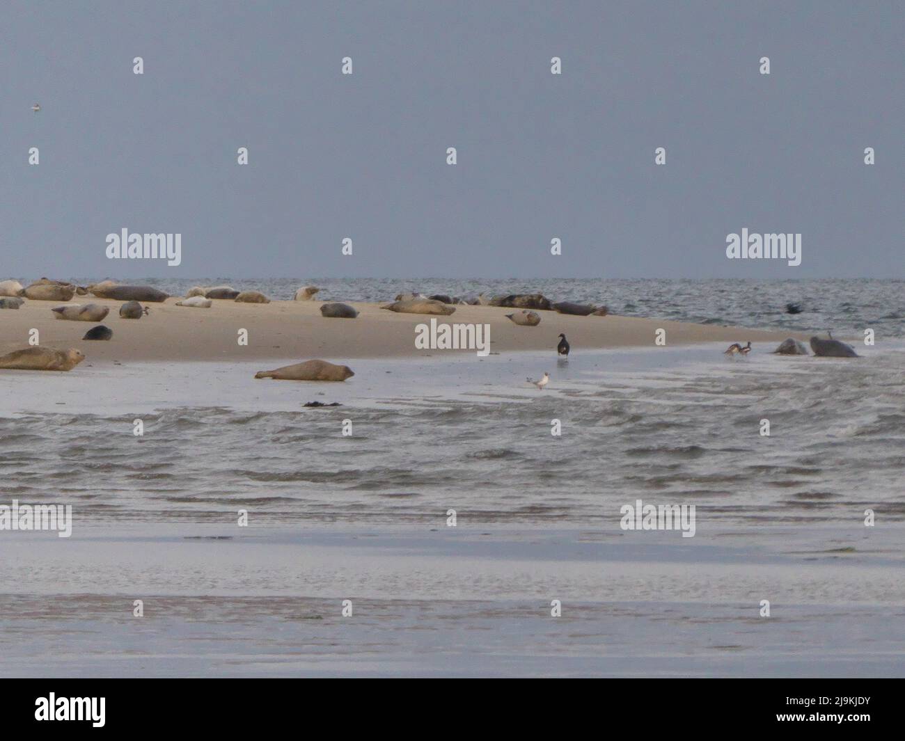 Sabbia banca delle foche di mattina presto Foto Stock