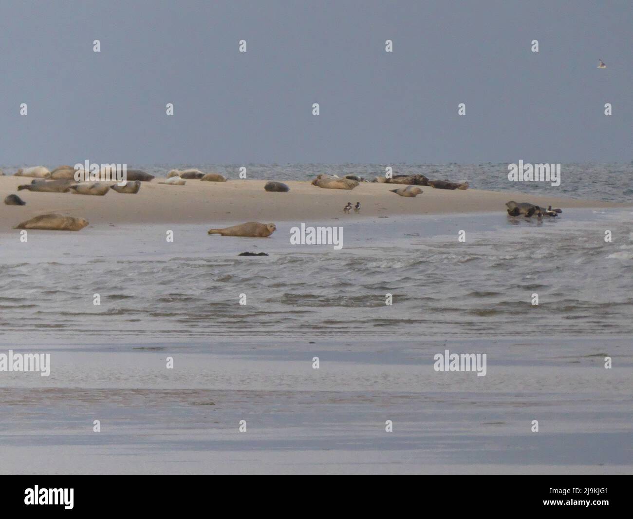 Sabbia banca delle foche di mattina presto Foto Stock