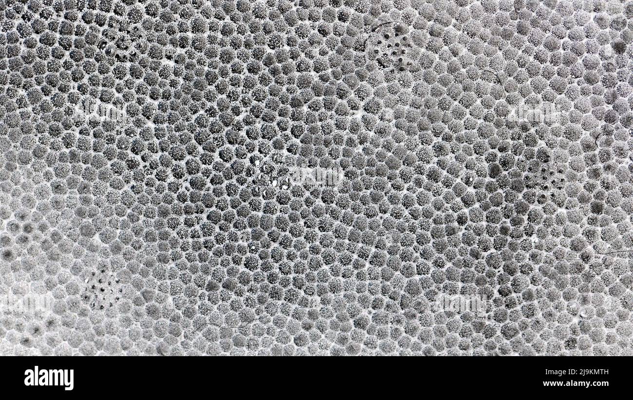 Dettagli di styrofoam come sfondo texturale. Imballaggio in polistirene espanso. Foto Stock