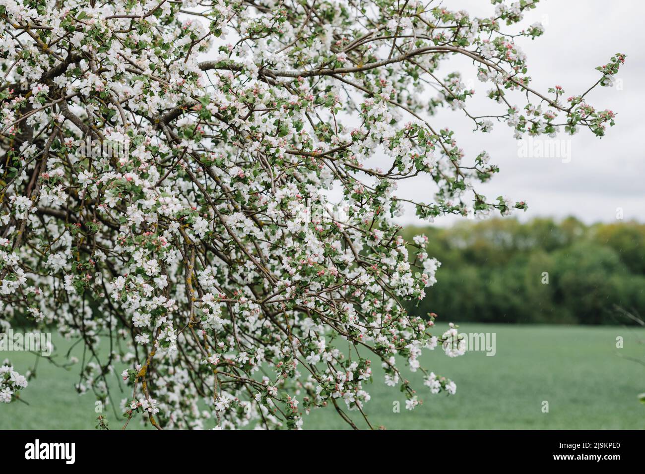 pioggia di primavera in giardino fiorente, concetto di freschezza natura tempo stagionale sfondo. Foto di alta qualità Foto Stock