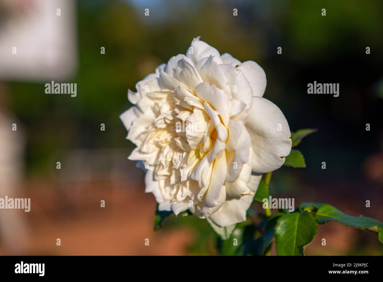 Rosa bianca (rosa chinensis Jacq) anche conosciuta come rosa cinese. Foto Stock