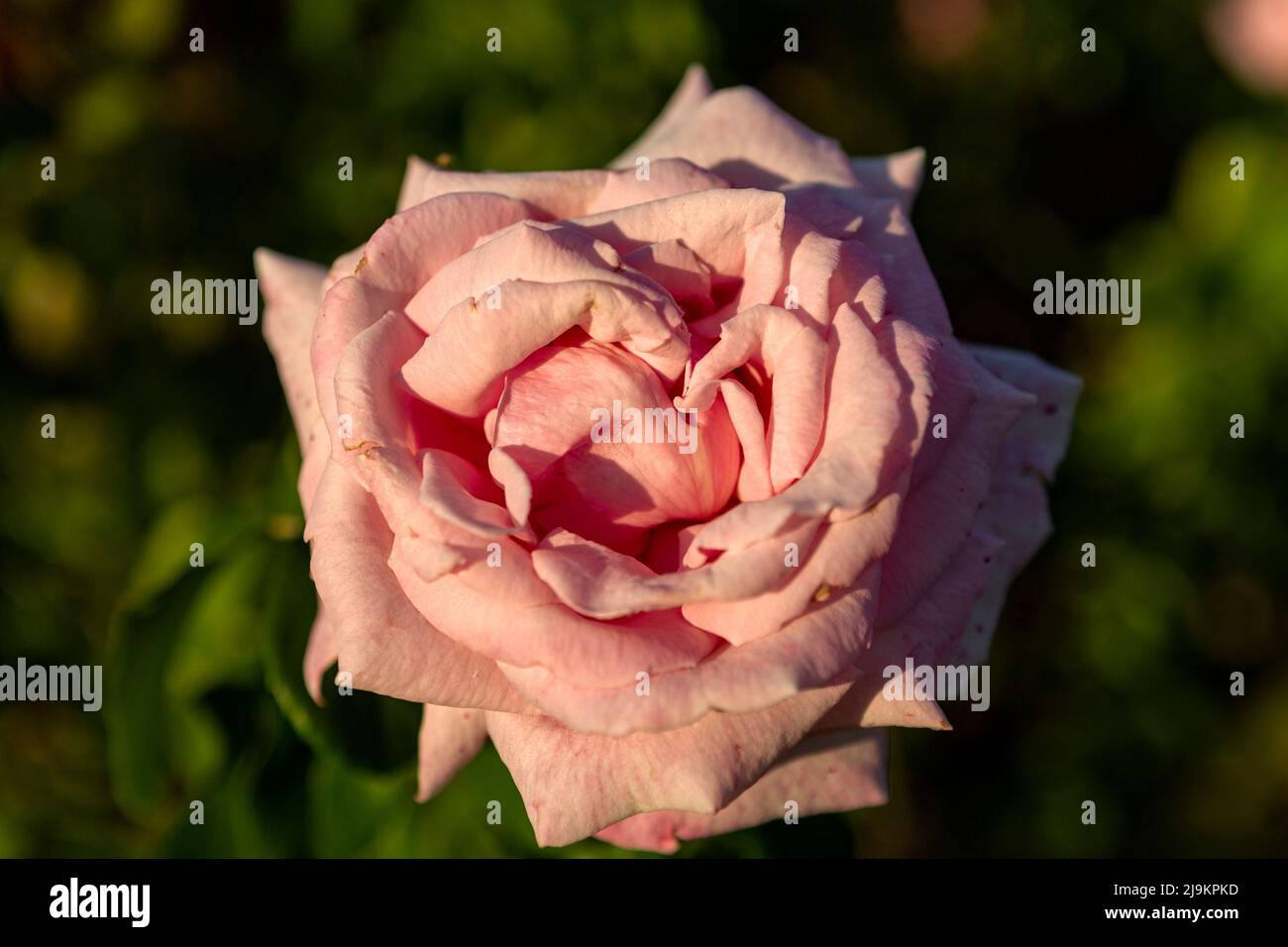 Rosa rosa (rinensis di rosa) anche conosciuta come rosa cinese. Foto Stock