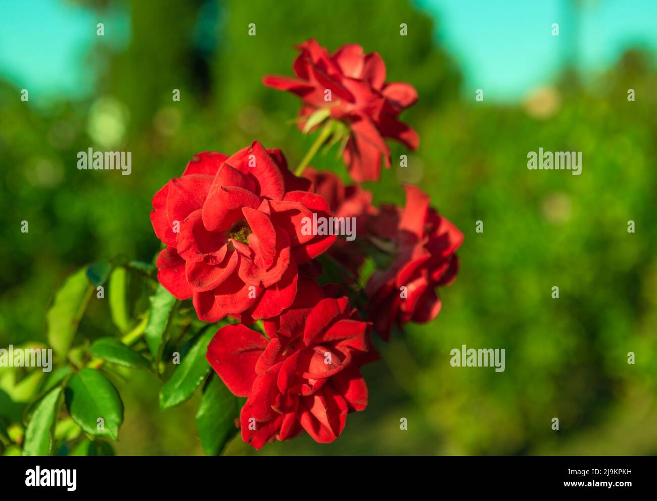 Rosa rossa (rosa chinensis Jacq) anche conosciuta come rosa cinese. Foto Stock