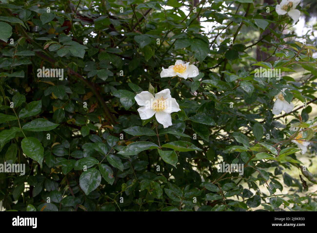 MADRID,SPAGNA - Maggio 12,2022: Rosa lucida franch e Rochebr wichuraiana rosa bianca fiori semplici e lussureggiante fogliame nel Giardino delle Rose Ramon Ortiz, Rosal Foto Stock