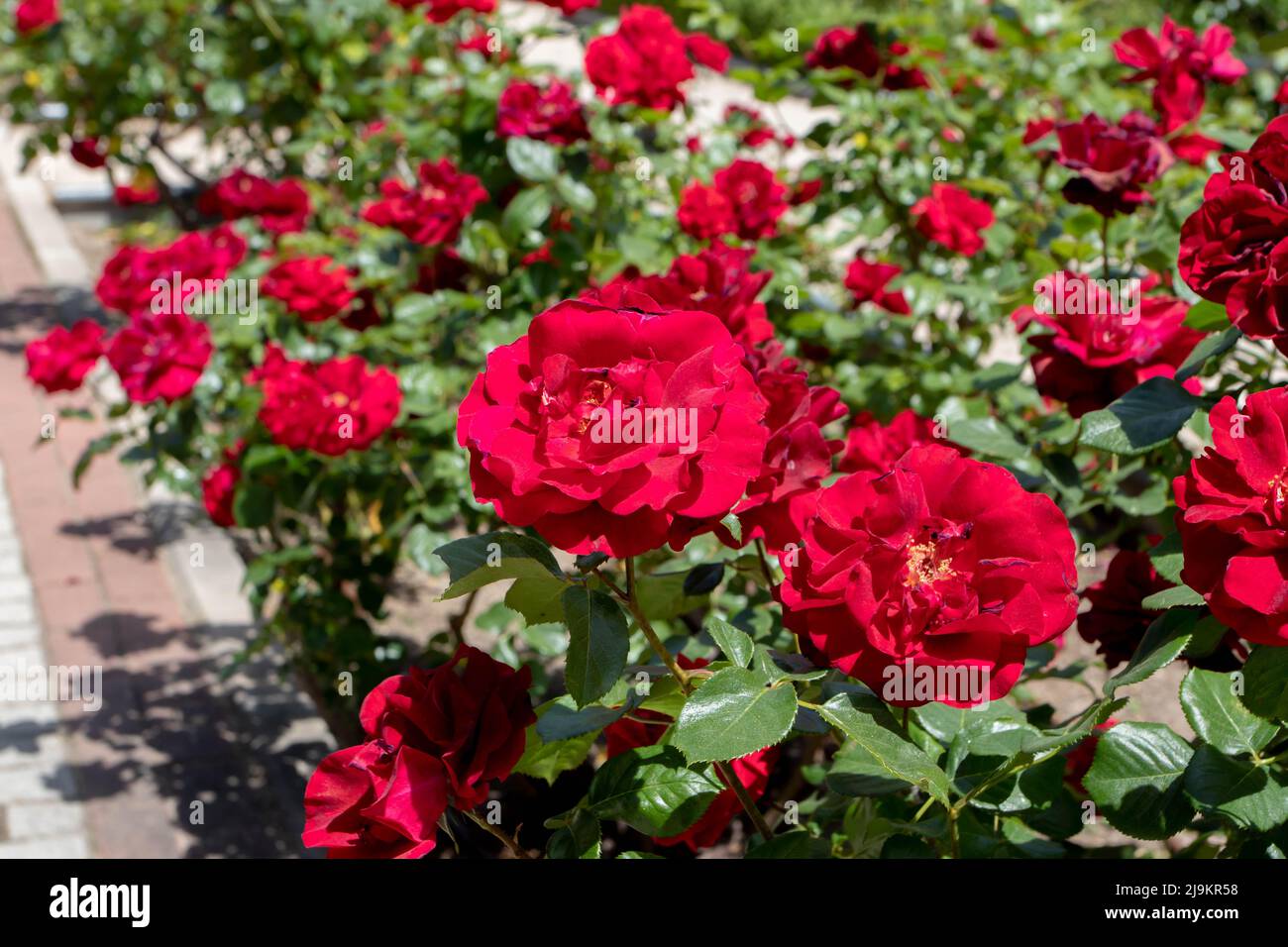 MADRID,SPAGNA - Maggio 12,2022: Imperator floribunda rosa con fiori rossi luminosi nel Giardino delle Rose Ramon Ortiz,Rosaleda del Parque Oeste,Madrid,Spagna. Foto Stock