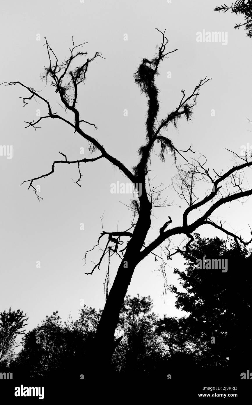 Silhouette di un albero senza foglie su una collina circondata da montagne. Foto Stock