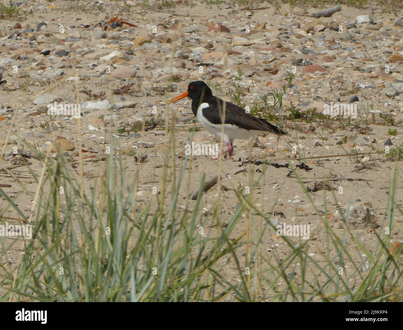 Oystercatcher sull'isola di Föhr Foto Stock