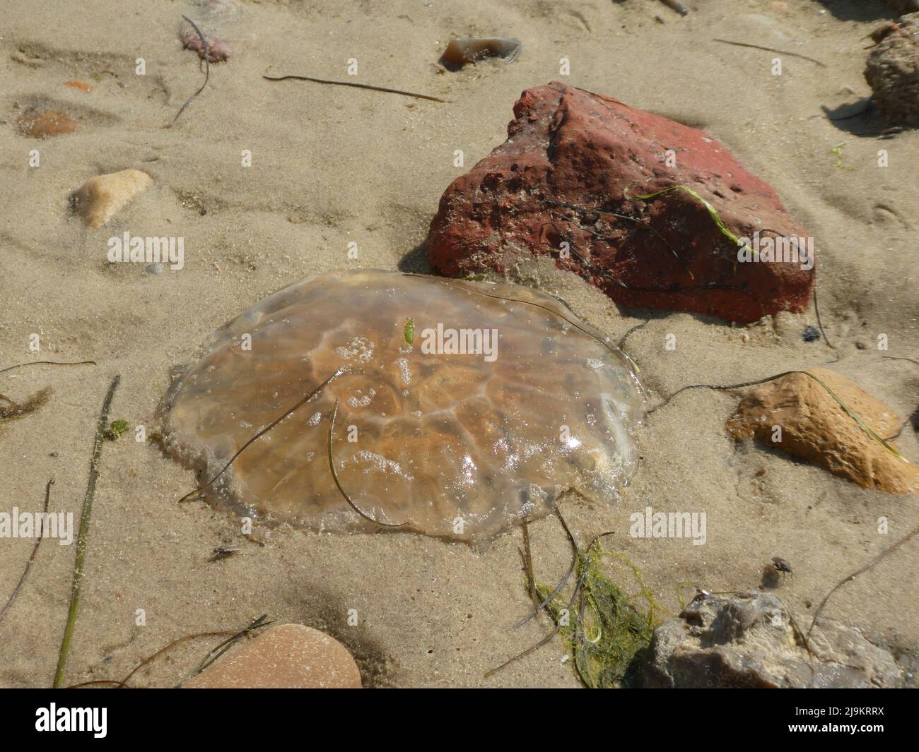 Una medusa bussola che giace sulla spiaggia accanto ad una pietra rossa Foto Stock