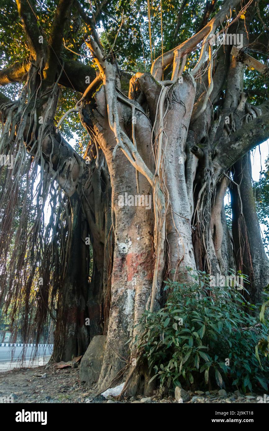 Un primo colpo di Banyan albero, Ficus bengalensis, Trunk e le sue radici pendenti prop. Uttarakhand India. Foto Stock