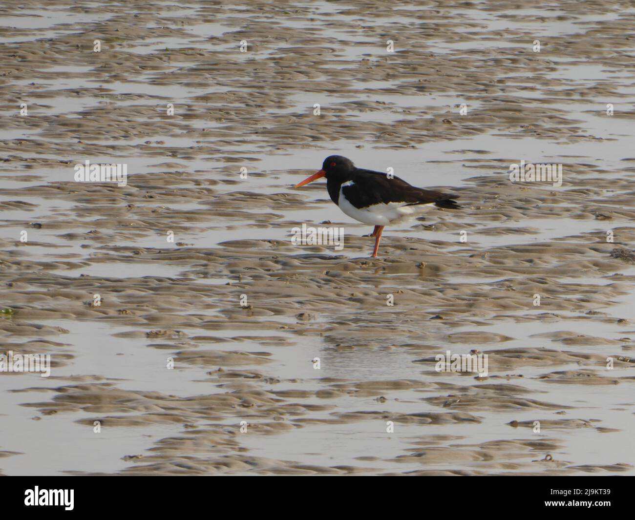 Oystercatcher sull'isola di Föhr Foto Stock