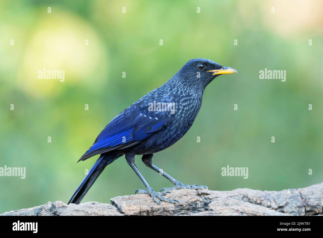 Sibilo blu tordi, Myophonus caeruleus, Sattal, Uttarakhand, India Foto Stock