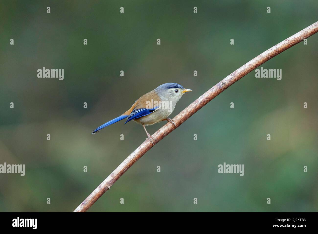 Minla alata blu, Siva cyanouroptera, Sattal, Uttarakhand, India Foto Stock