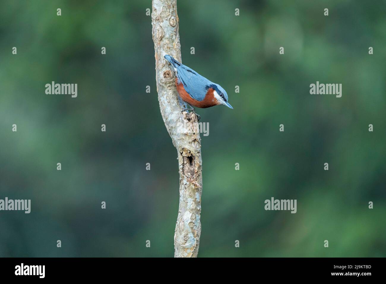 Nuthatch in castagno maschio, Sitta cinnamoventris, Sattal, Uttarakhand, India Foto Stock