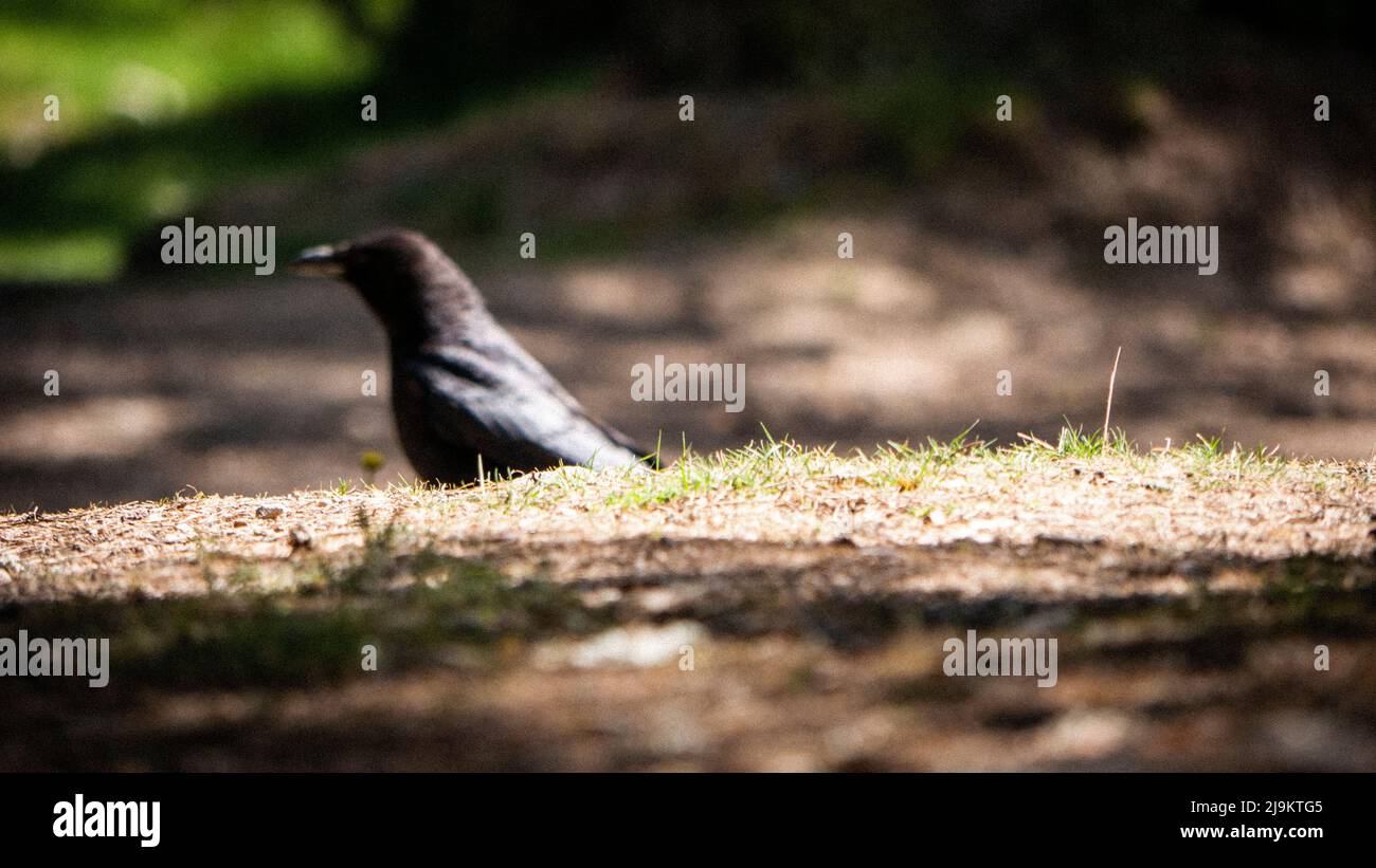 Sfondo Crow fuori fuoco Foto Stock