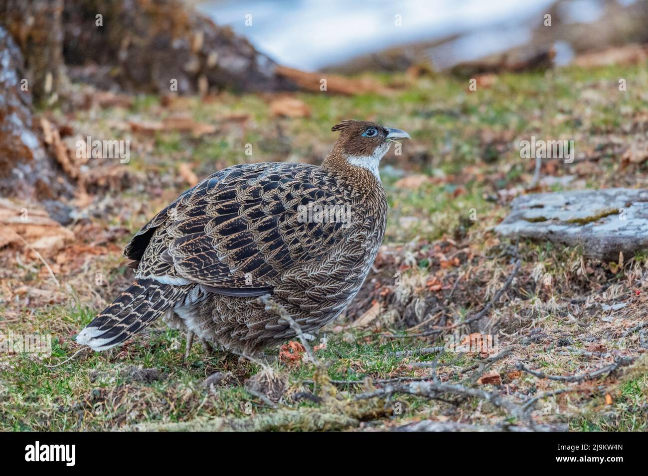 Chopta, Uttarakhand, India, Himalayan Monal, Lophophorus impejanus, donna Foto Stock