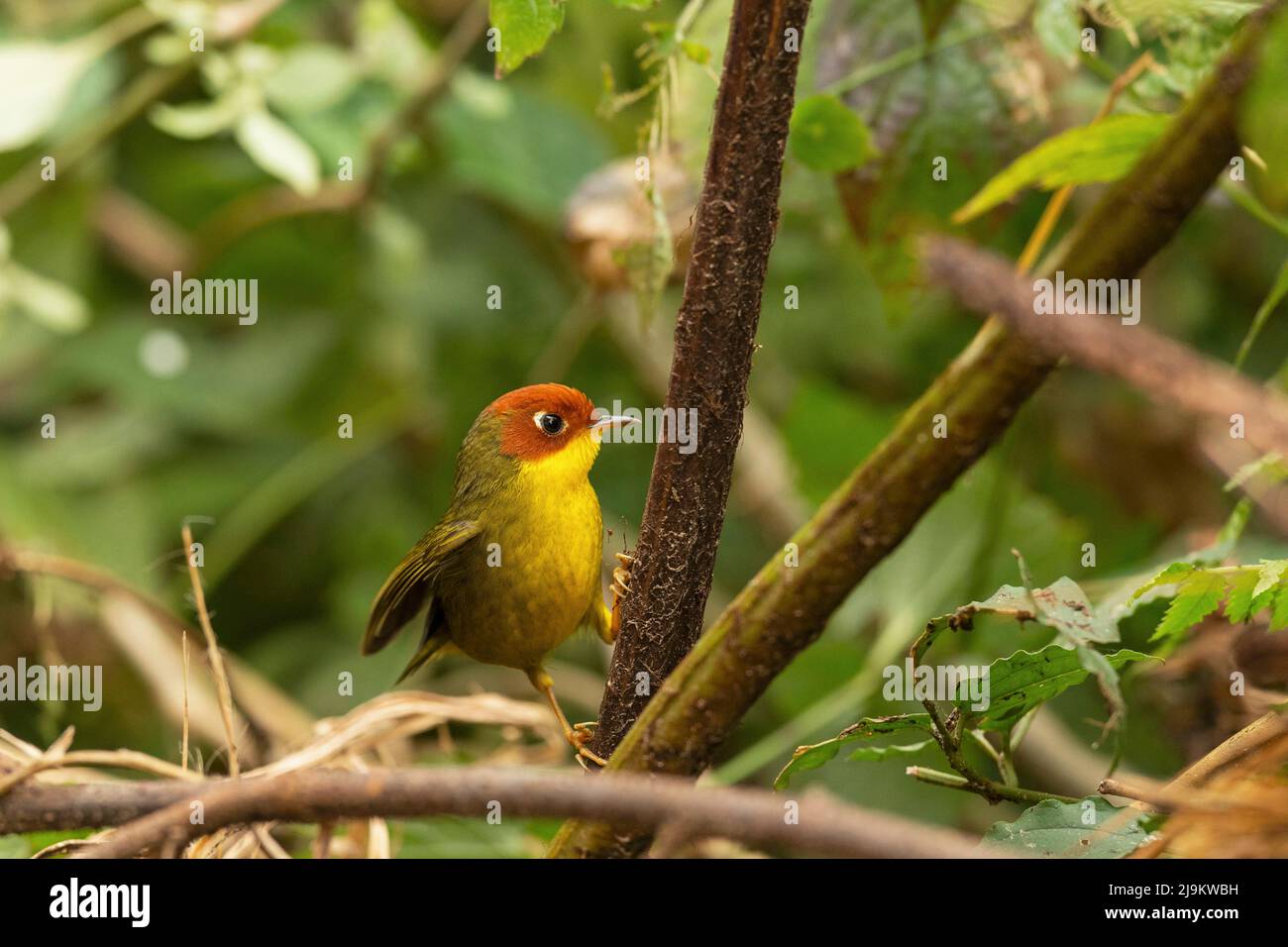 Chopta, Uttarakhand, India, Tesia a testa di castano, Cettia castaneocoronata Foto Stock