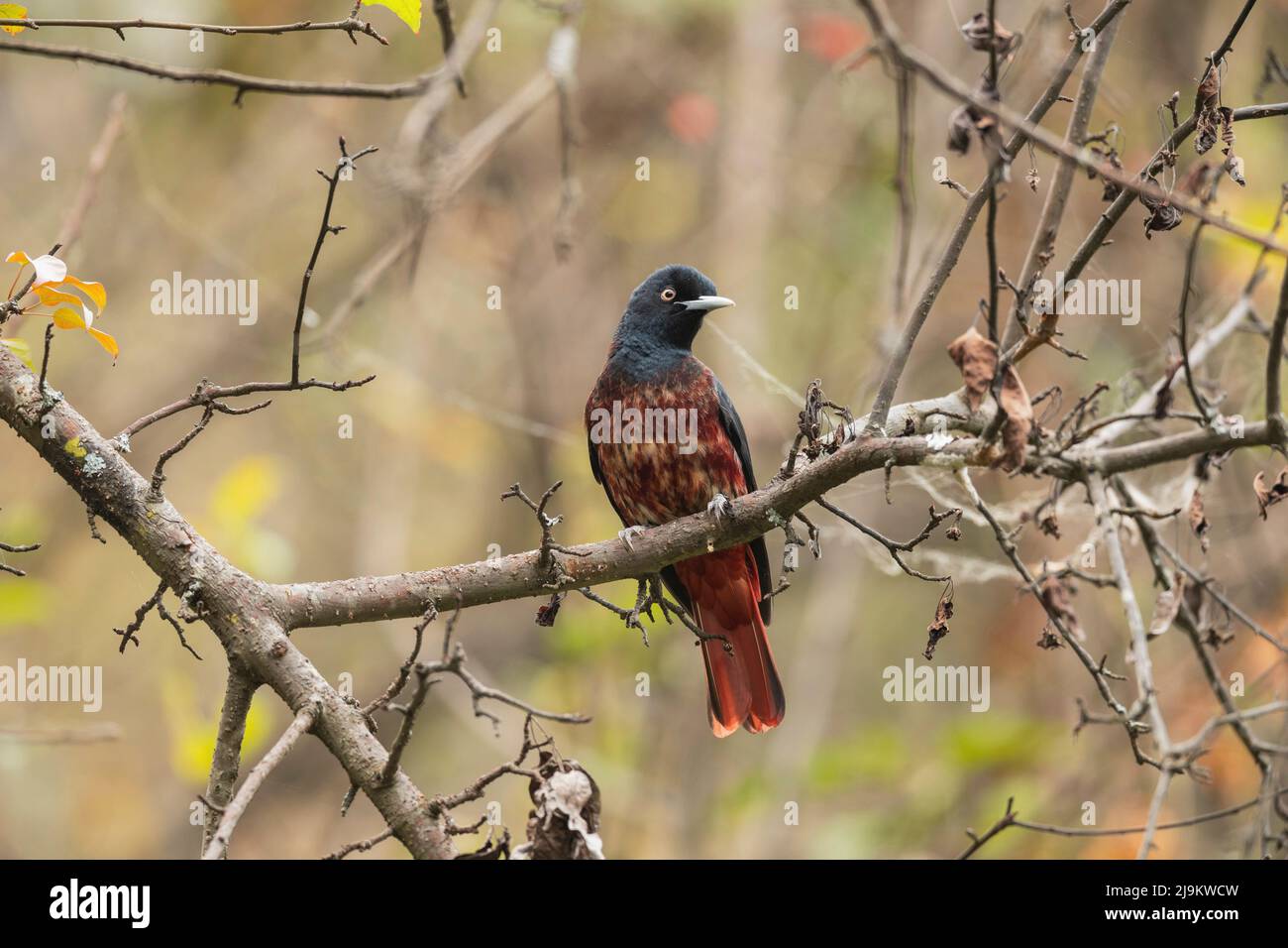 Chopta, Uttarakhand, India, Maroon oriole, Oriolus traillii Foto Stock