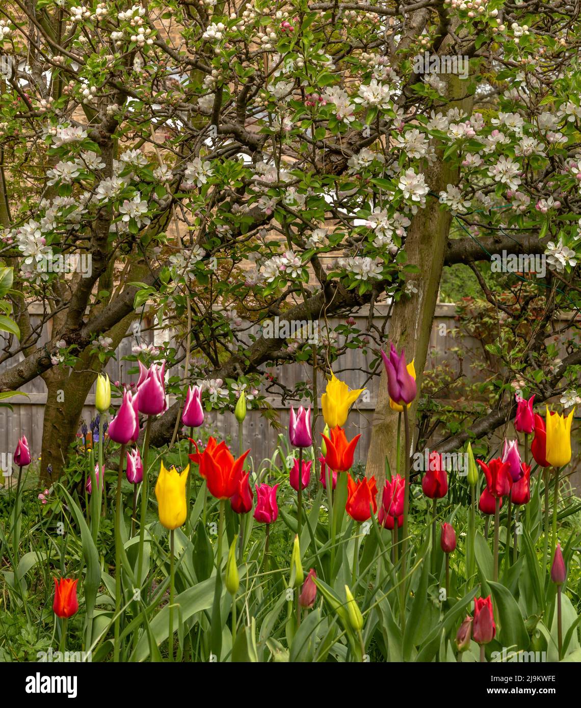 Fiori di tulipano misti sotto gli alberi di mele in un giardino dello Yorkshire. Foto Stock