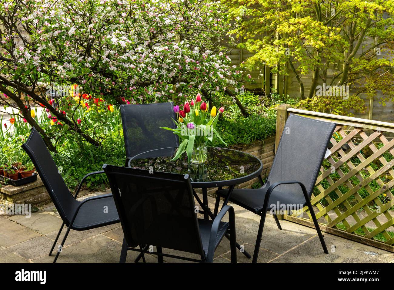 Un giardino inglese in primavera. Un vaso di tulipani è visualizzato sul tavolo da giardino in vetro. Gli alberi di mele in fiore sono sullo sfondo. Foto Stock