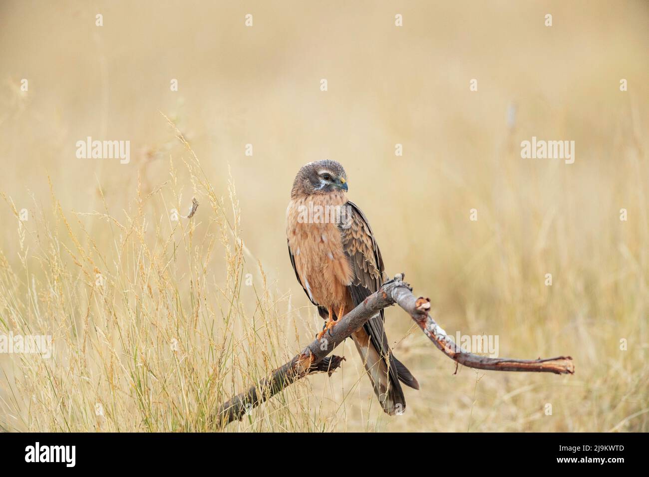 Santuario di tal Chhapar, Rajasthan, India, Harrier di Montagu, Circus pygargus Female Foto Stock