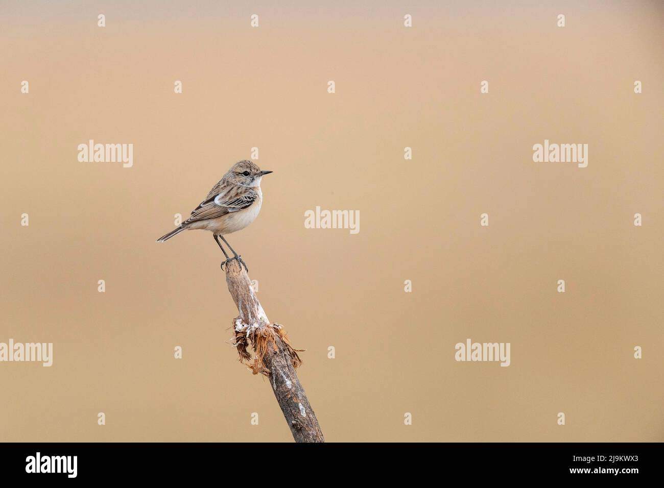 Tal Chhapar Sanctuary, Rajasthan, India, bush chat dal colore bianco, Saxicola macrorhynchus Foto Stock