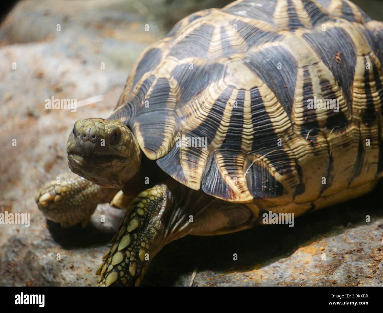La tartaruga stellare birmana (Geochelone platynota) è una specie di tartaruga a rischio critico, originaria delle foreste decidue secche di Myanmar (Birmania). Foto Stock