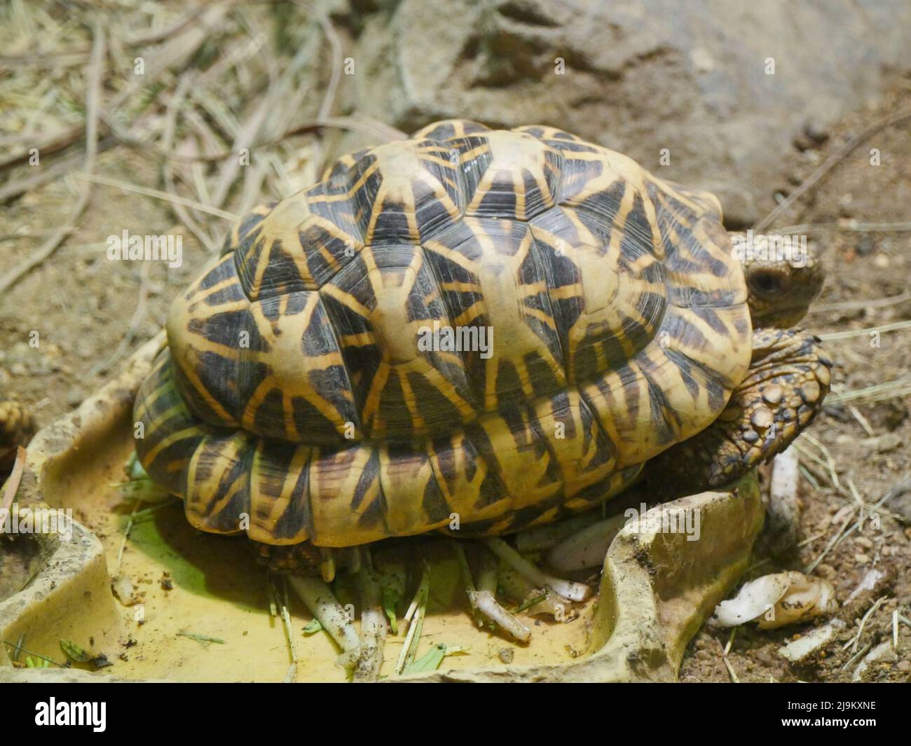 La tartaruga indiana (Geochelone elegans) è una specie di tartaruga minacciata originaria dell'India, del Pakistan e dello Sri Lanka Foto Stock